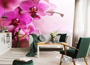 3D Фотообои «Розовая орхидея на нежном фоне»