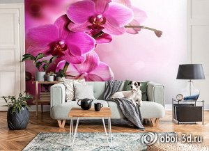 3D Фотообои «Розовая орхидея на нежном фоне»