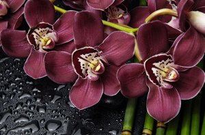 3D Фотообои «Орхидеи и капли воды»
