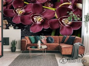 3D Фотообои «Орхидеи и капли воды»