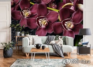 3D Фотообои «Орхидеи и капли воды»