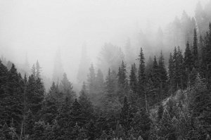 Фотообои Черно-белый лес в тумане