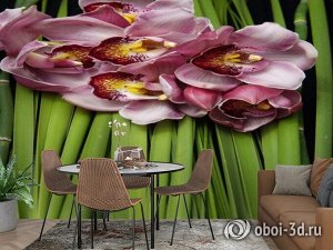 3D Фотообои «Красивые орхидеи»