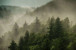 Фотообои Туманный закат в лесу