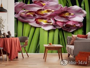 3D Фотообои «Красивые орхидеи»