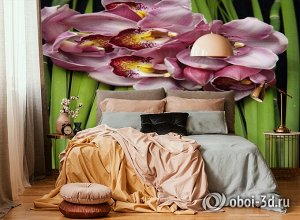 3D Фотообои «Красивые орхидеи»