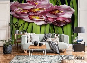 3D Фотообои «Красивые орхидеи»