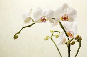 3D Фотообои «Белая орхидея»