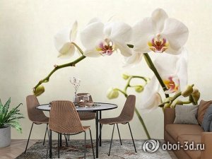 3D Фотообои «Белая орхидея»