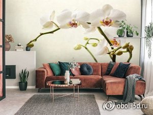 3D Фотообои «Белая орхидея»