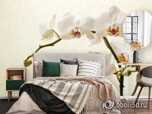 3D Фотообои «Белая орхидея»