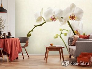 3D Фотообои «Белая орхидея»