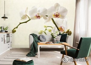 3D Фотообои «Белая орхидея»