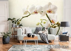 3D Фотообои «Белая орхидея»