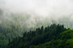 Фотообои Туман над зелеными вершинами