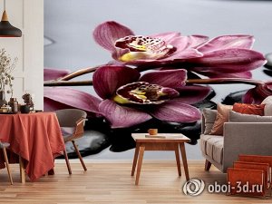 3D Фотообои «Прекрасные орхидеи на камнях»