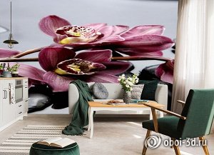 3D Фотообои «Прекрасные орхидеи на камнях»