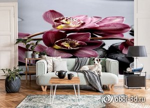 3D Фотообои «Прекрасные орхидеи на камнях»