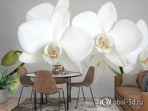 3D Фотообои «Пара белых орхидей»