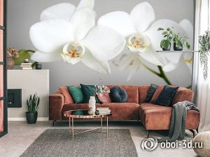 3D Фотообои «Пара белых орхидей»