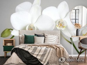 3D Фотообои «Пара белых орхидей»