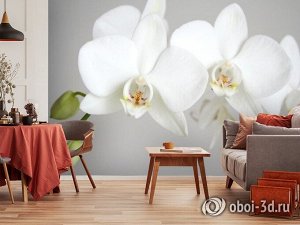3D Фотообои «Пара белых орхидей»