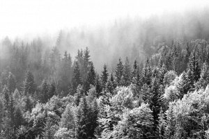 Фотообои Заснеженный туманный лес