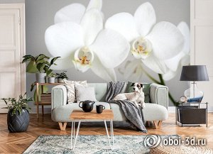 3D Фотообои «Пара белых орхидей»