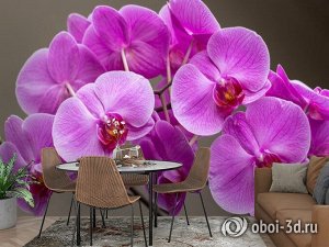 3D Фотообои «Очаровательные орхидеи»