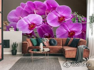 3D Фотообои «Очаровательные орхидеи»