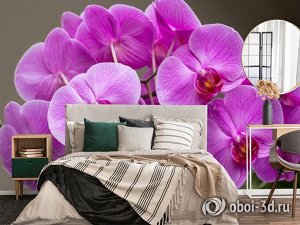 3D Фотообои «Очаровательные орхидеи»