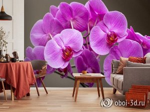 3D Фотообои «Очаровательные орхидеи»