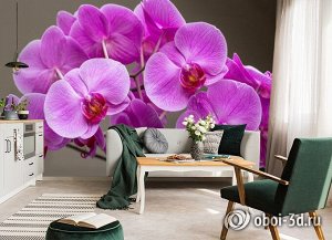 3D Фотообои «Очаровательные орхидеи»