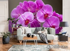 3D Фотообои «Очаровательные орхидеи»