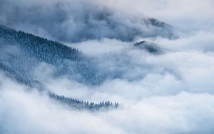 Фотообои Еловые склоны в голубом тумане