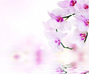 3D Фотообои «Нежные орхидеи над водой»