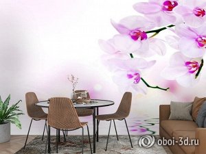 3D Фотообои «Нежные орхидеи над водой»