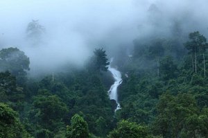 Фотообои Водопад в туманном лесу