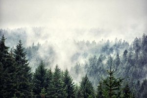 3D Фотообои «Винтажное фото с туманным лесом»