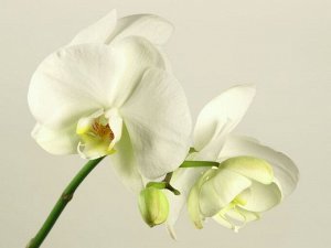 3D Фотообои «Бело-желтые орхидеи»
