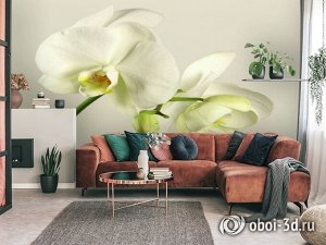 3D Фотообои «Бело-желтые орхидеи»