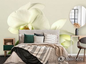 3D Фотообои «Бело-желтые орхидеи»