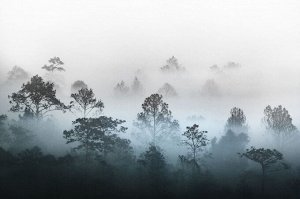 Фотообои Вершины деревьев сквозь туман