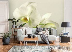 3D Фотообои «Бело-желтые орхидеи»