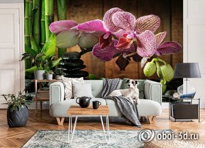 3D Фотообои  «Орхидея на камне»