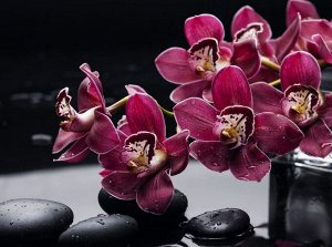 3D Фотообои «Бордовые орхидеи»