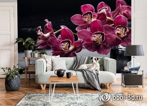 3D Фотообои «Бордовые орхидеи»