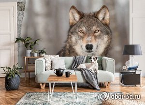 Design Studio 3D 3D Фотообои «Взгляд волка»