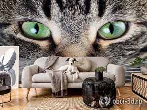 Design Studio 3D 3D Фотообои «Взгляд кошки»