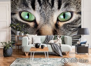 Design Studio 3D 3D Фотообои «Взгляд кошки»